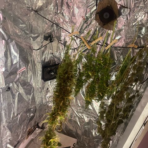 Primeiro Ciclo Prenseeds growlog timeline photo