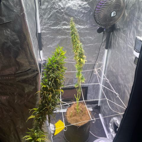 Primeiro Ciclo Prenseeds growlog timeline photo