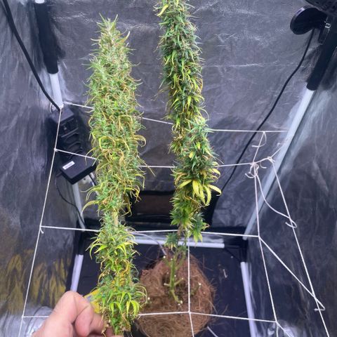 Primeiro Ciclo Prenseeds growlog timeline photo