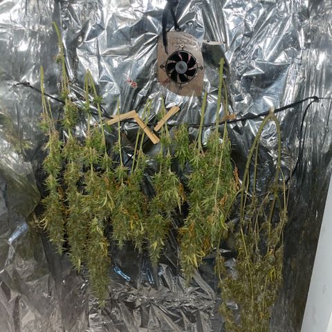 Primeiro Ciclo Prenseeds growlog timeline photo
