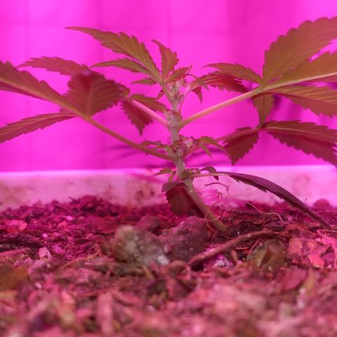 Auto Diesel growlog timeline photo