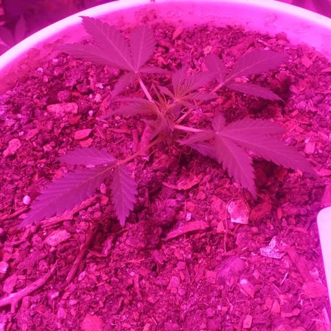 Auto Diesel growlog timeline photo