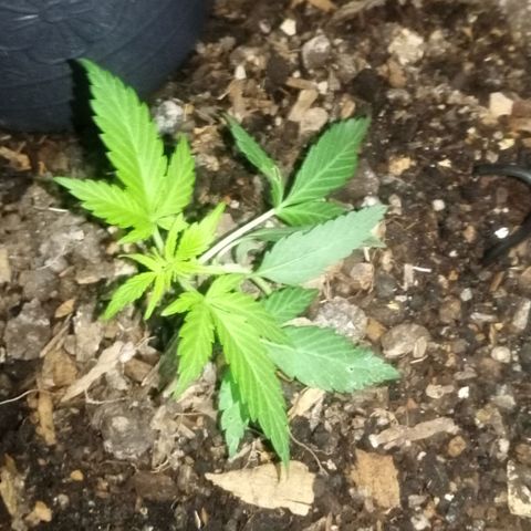 Auto Diesel growlog timeline photo