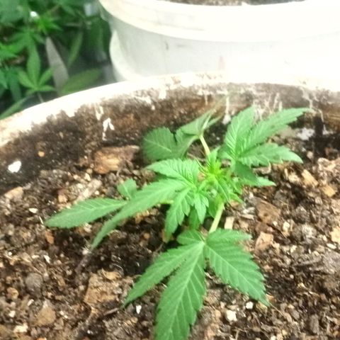 Auto Diesel growlog timeline photo