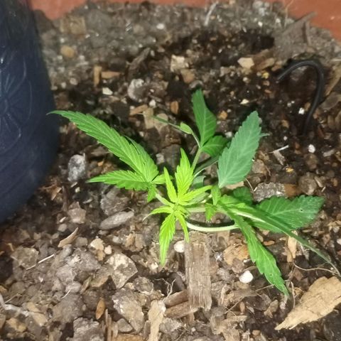 Auto Diesel growlog timeline photo