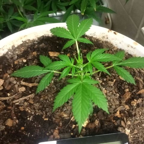 Auto Diesel growlog timeline photo