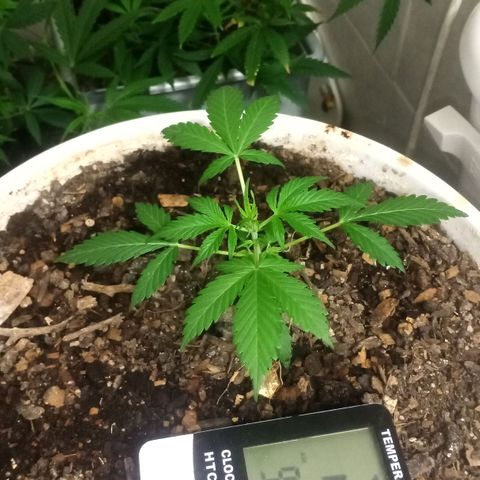 Auto Diesel growlog timeline photo