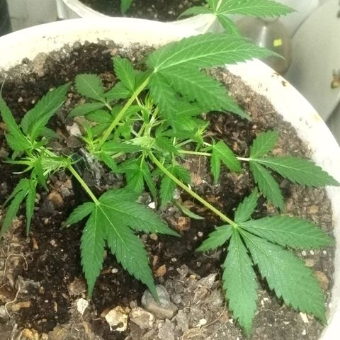 Auto Diesel growlog timeline photo
