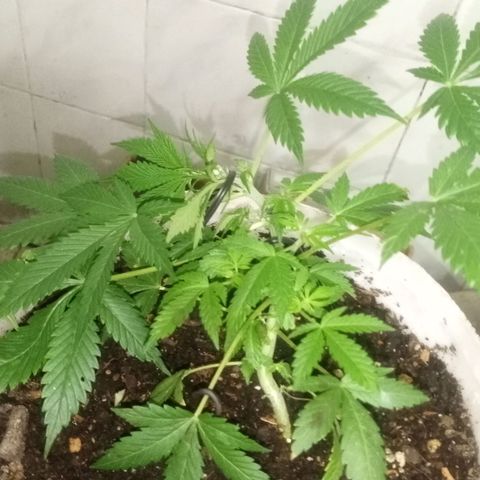 Auto Diesel growlog timeline photo