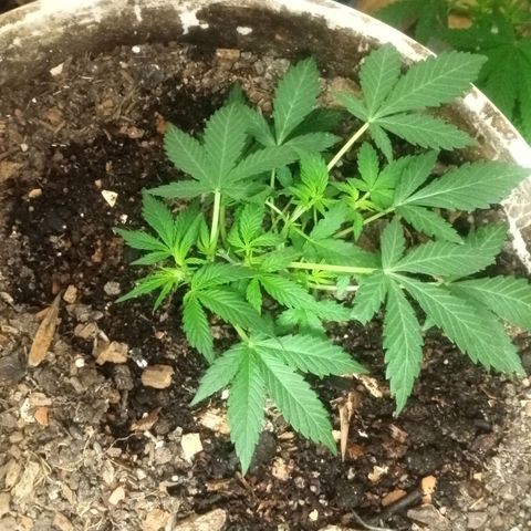 Auto Diesel growlog timeline photo