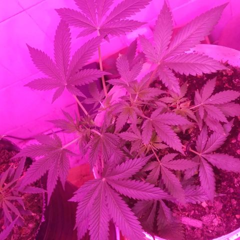 Auto Diesel growlog timeline photo
