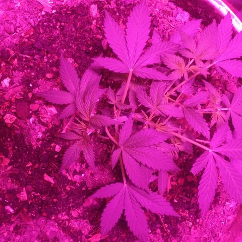 Auto Diesel growlog timeline photo