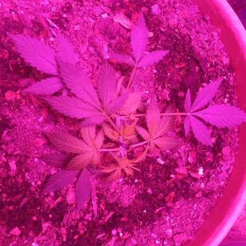 Auto Diesel growlog timeline photo