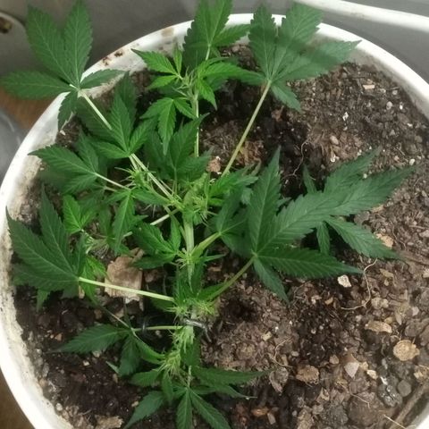 Auto Diesel growlog timeline photo