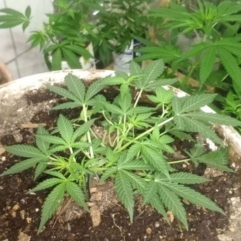 Auto Diesel growlog timeline photo