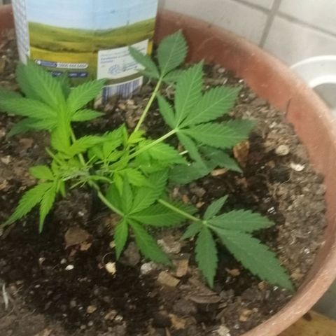Auto Diesel growlog timeline photo
