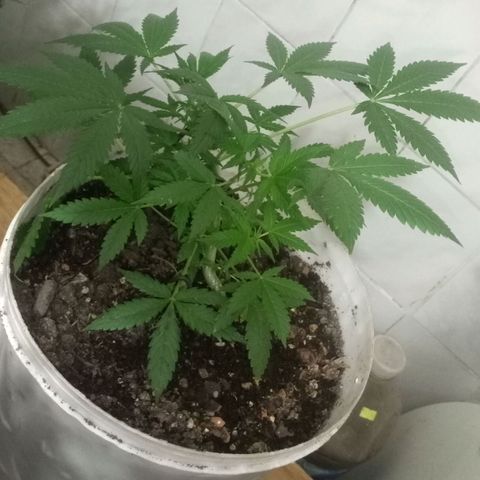 Auto Diesel growlog timeline photo
