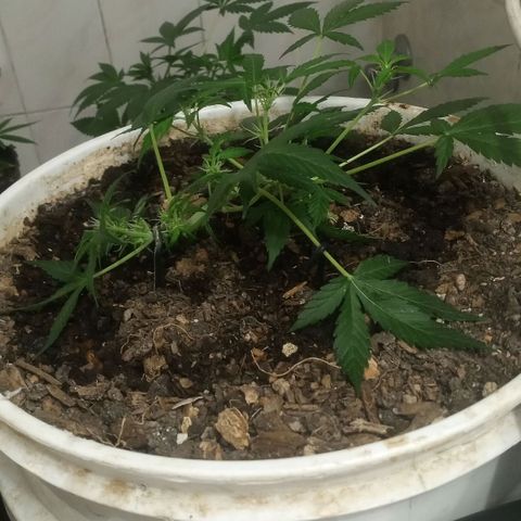 Auto Diesel growlog timeline photo