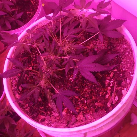 Auto Diesel growlog timeline photo