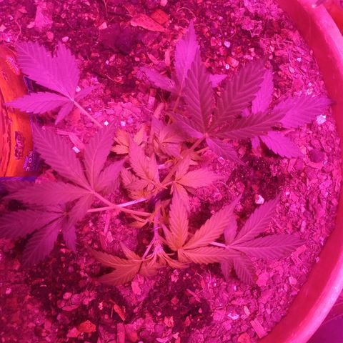 Auto Diesel growlog timeline photo