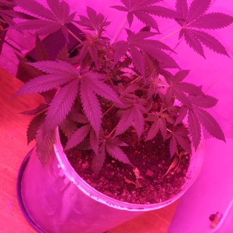 Auto Diesel growlog timeline photo
