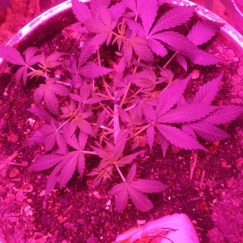 Auto Diesel growlog timeline photo