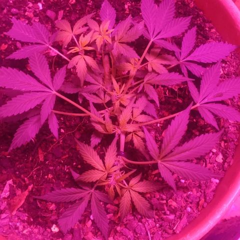 Auto Diesel growlog timeline photo