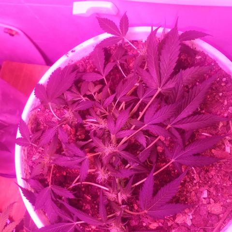Auto Diesel growlog timeline photo