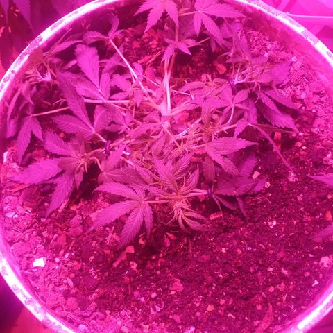 Auto Diesel growlog timeline photo