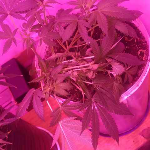 Auto Diesel growlog timeline photo