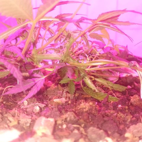 Auto Diesel growlog timeline photo
