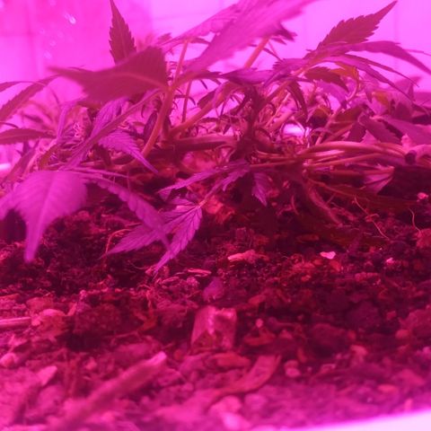 Auto Diesel growlog timeline photo