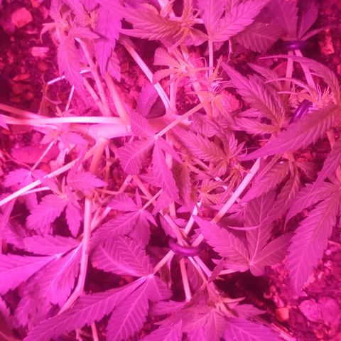 Auto Diesel growlog timeline photo