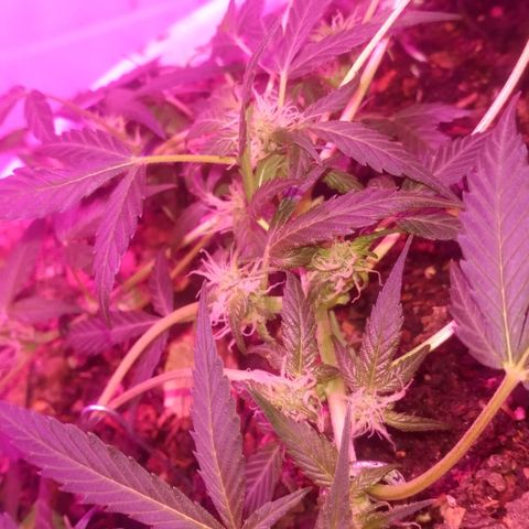Auto Diesel growlog timeline photo