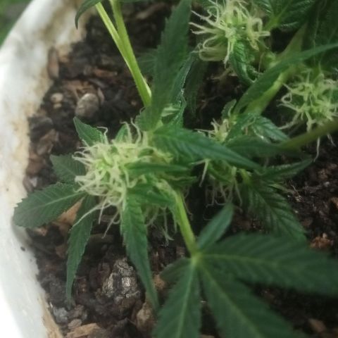 Auto Diesel growlog timeline photo
