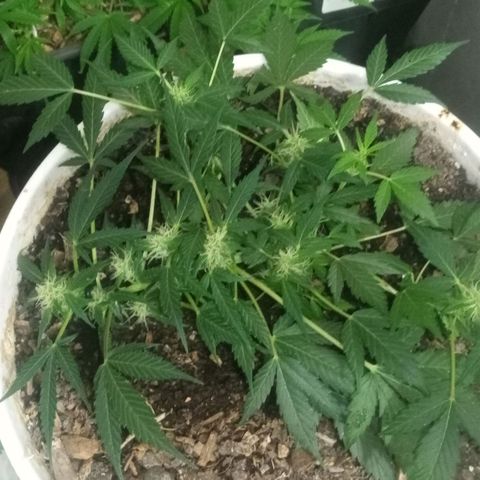 Auto Diesel growlog timeline photo