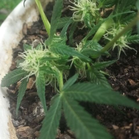 Auto Diesel growlog timeline photo