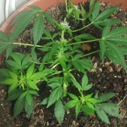 Auto Diesel growlog timeline photo