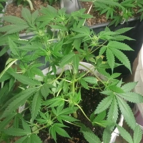 Auto Diesel growlog timeline photo