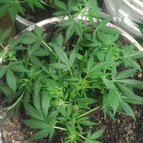 Auto Diesel growlog timeline photo