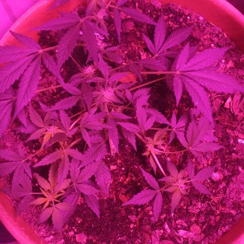 Auto Diesel growlog timeline photo