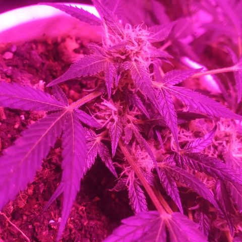 Auto Diesel growlog timeline photo