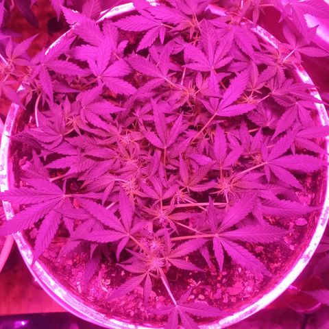 Auto Diesel growlog timeline photo