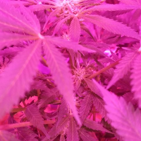 Auto Diesel growlog timeline photo