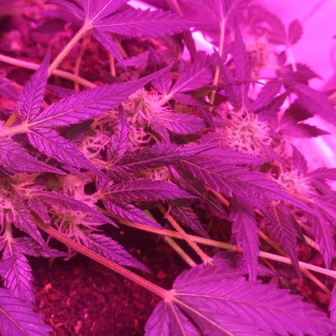 Auto Diesel growlog timeline photo