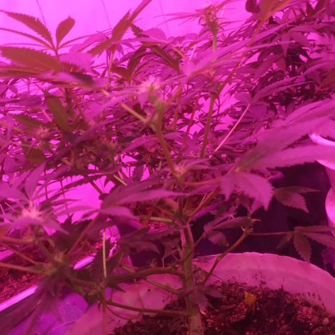 Auto Diesel growlog timeline photo