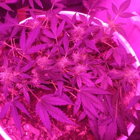 Auto Diesel growlog timeline photo
