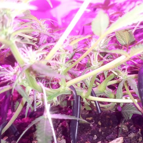 Auto Diesel growlog timeline photo