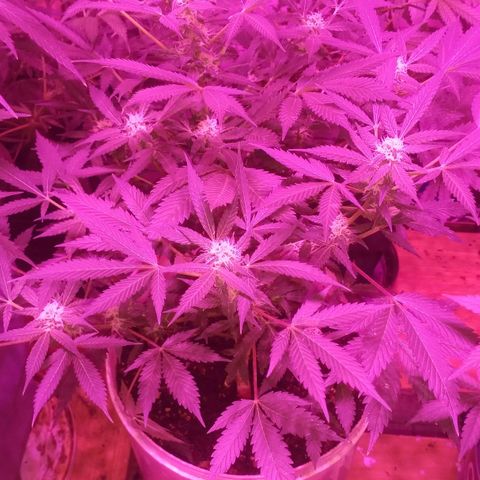 Auto Diesel growlog timeline photo