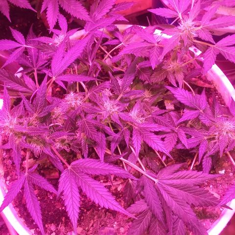 Auto Diesel growlog timeline photo